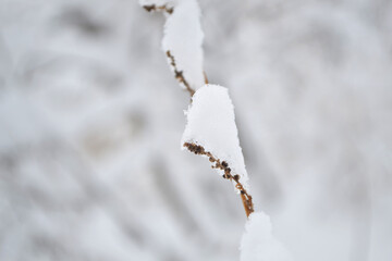 snow on the branches of a tree