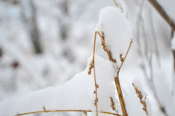 snow covered branches