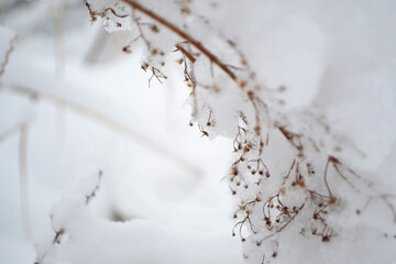 Snow covered flowers