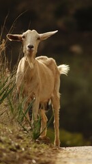 baby goat on a meadow
