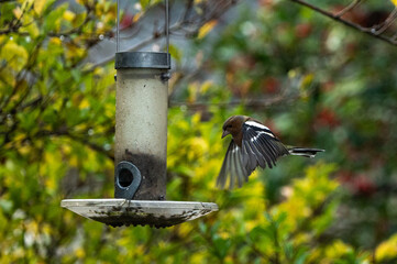 Mangeoire à oiseaux