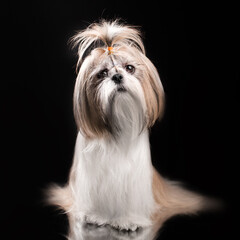 shih tzu dog studio photo pet cute portrait lovely light

