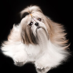 shih tzu dog studio photo pet cute portrait lovely light
