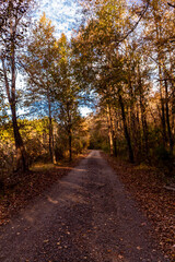 Dirt road in forest