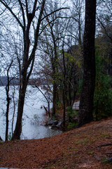 path in the woods