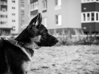 Portrait of a German Shepherd puppy.