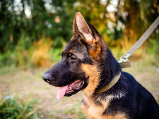 Portrait of a German Shepherd puppy.