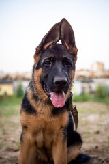 Portrait of a German Shepherd puppy.