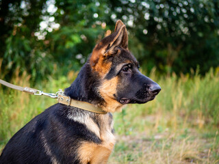 Fototapeta premium Portrait of a German Shepherd puppy.