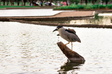 a bird on a rock in the lake