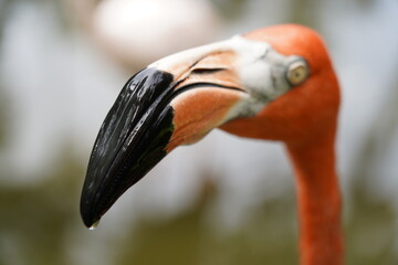 Fototapeta premium Beautiful flamingo and white birds in the water
