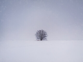 Barren lone tree on the snowy field. Cold winter scene and a leafless oak stands single under snowdrift. Numb nature landscape, silence and solitude mood