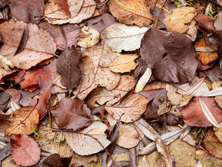 Fallen winter leaves on the ground in a wood