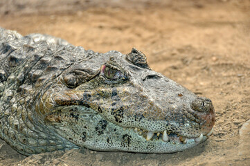 Crocodile head close-up at Barcelona Zoo, Spain
