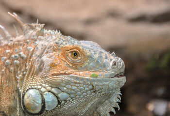 Iguana head close-up at Barcelona Zoo, Spain