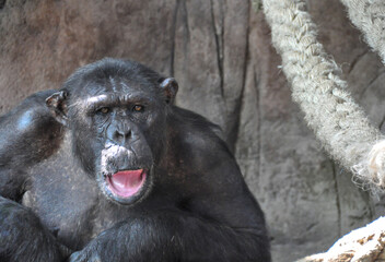 Fototapeta premium Champanzee at the Barcelona Zoo, Spain