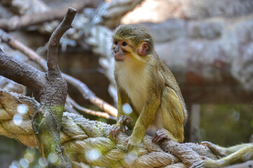 A small monkey sitting on a tree branch at the Barcelona Zoo, Spain