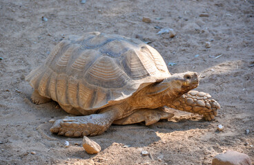 A large turtle at the zoo in Barcelona, Spain