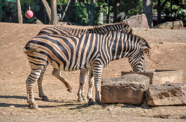 Fototapeta na wymiar Zebras drinking water at Barcelona Zoo, Spain
