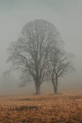 tree in fog