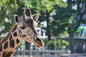 Naklejka premium Giraffe head at Barcelona Zoo, Spain