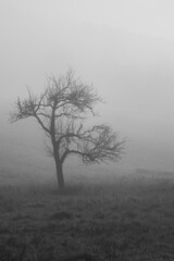 tree in fog