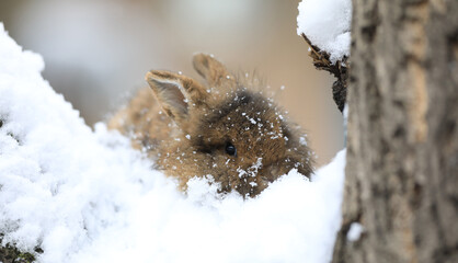 little brown bunny in the snow