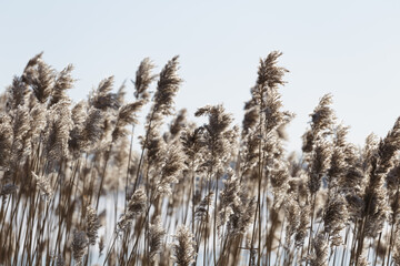 Fototapeta premium grass in the wind