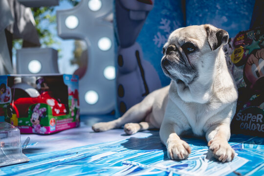 White Pug Dog With Birthday Celebration Decoration Of Disney Frozen