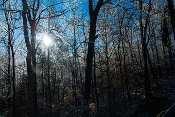 trees in the forest