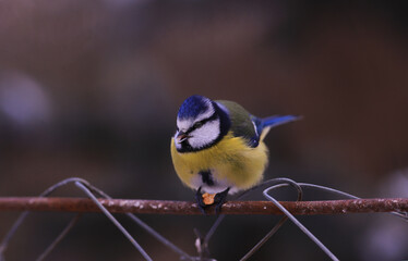 Blue tit with a seed in its claws, eats sitting on the fence ...