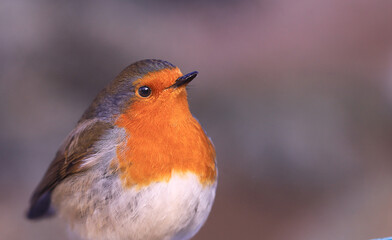 From the series The Life of Robins. Portrait of a robin sitting in the cold season ..