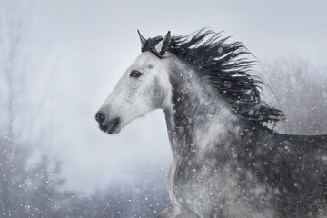 Fototapeta na wymiar Gray andalusian horse free run in snow winter landscape