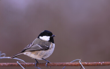 Little Coal tit is ruffled in the cold on a wire fence, against a blurry brown background ...