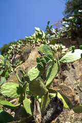 Fototapeta premium cactus