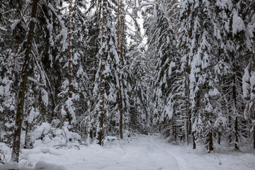 Forest after a snowfall. Moscow oblast