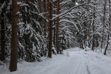 Forest after a snowfall. Moscow oblast