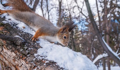 Squirrel in winter sits on a tree trunk with snow