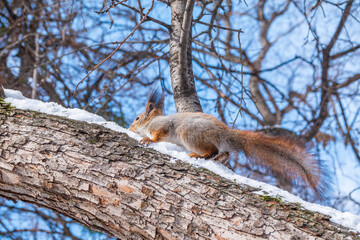 Squirrel in winter sits on a tree trunk with snow
