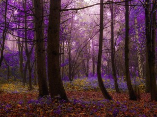 Mysterious forest in the morning. Mystical autumn woods with fog in vibrant colors. Foggy magical place. Magical atmosphere.