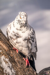 White and grey pigeon sitting on a branch.