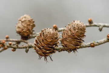Close-up of three larch cones