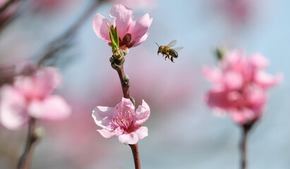 Bee flying among the peach blossoms