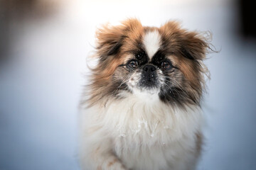 Zimowy portret psa rasy pekińczyk