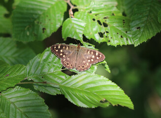 Waldbrettspiel - Speckled wood