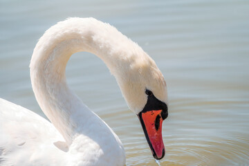 Fototapeta na wymiar Portrait of a graceful white swan with long neck on blue water background.
