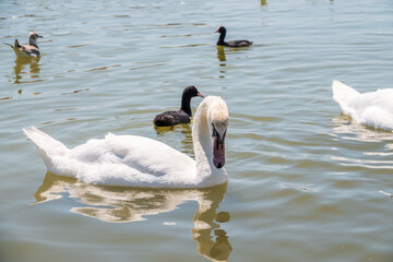 Graceful white Swan swimming in the lake, swans in the wild. Portrait of a white swan swimming on a lake.