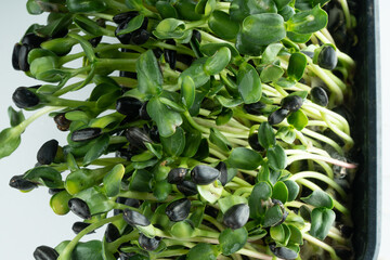 Microgreens sprouts isolated on white background. Vegan micro sunflower greens shoots. Growing sprouted sunflower seeds, microgreens closeup, minimal design, banner