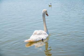 Graceful white Swan swimming in the lake, swans in the wild. Portrait of a white swan swimming on a lake.
