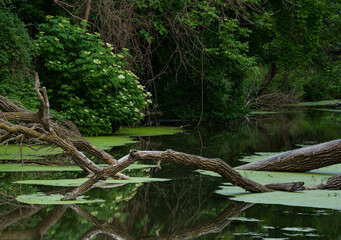 651-70 I&M Canal Summer